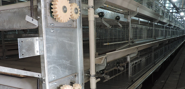 夏季規(guī)模化養(yǎng)雞舍通風的模式探討 夏季規(guī)模化養(yǎng)雞舍通風的模式探討